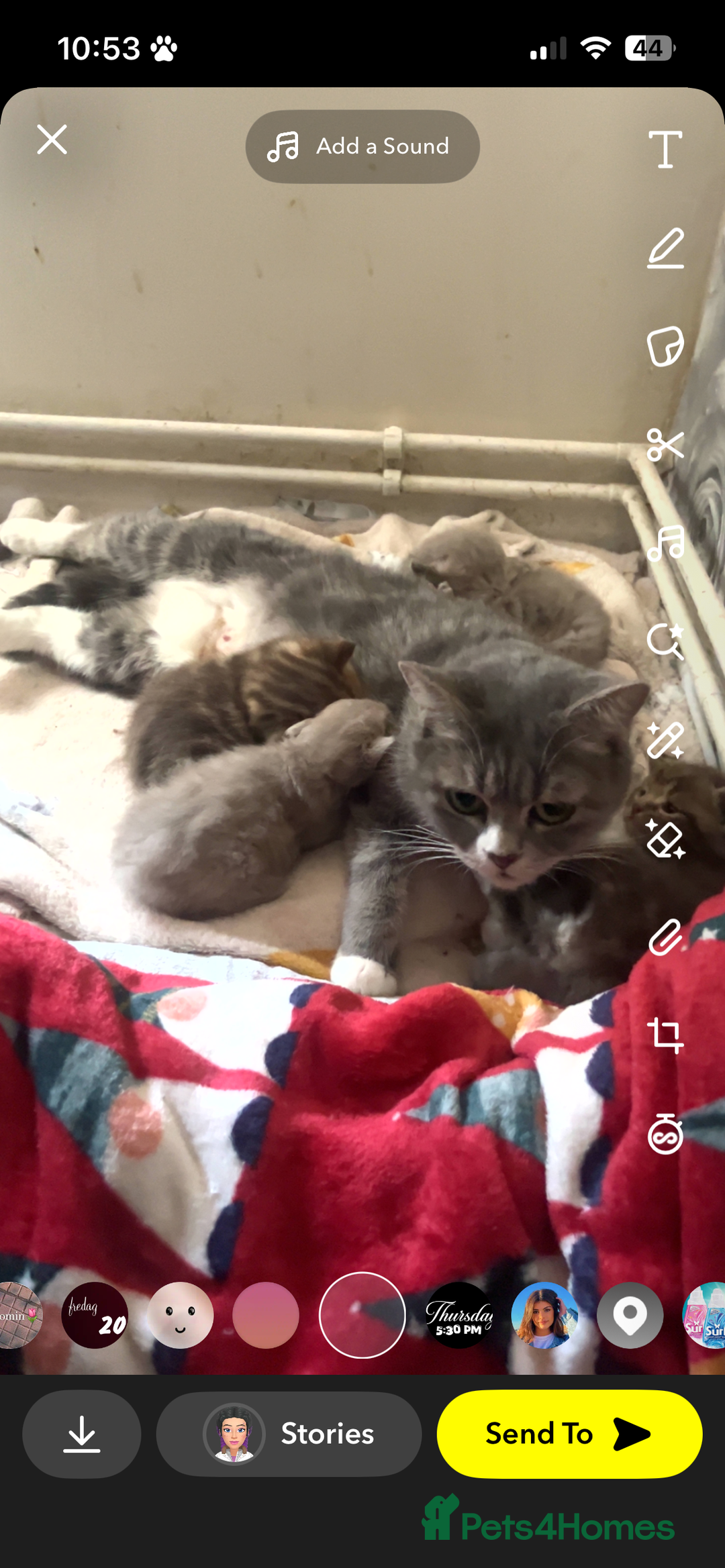 Maine Coon cats for sale: maincoon cross british shorthair  - Image 1