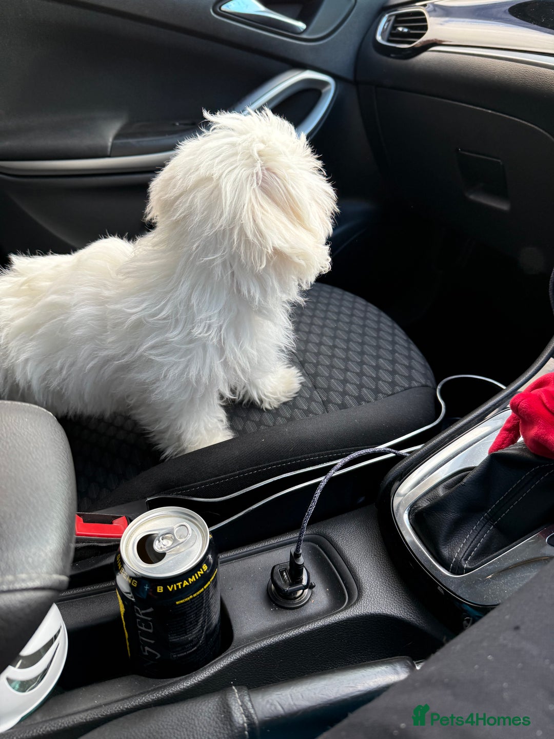 Maltese dogs for sale: Maltese puppies  - Image 25