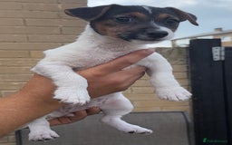 Jack Russell dogs for sale: 2 Jack Russell Girls Left  - Image 3