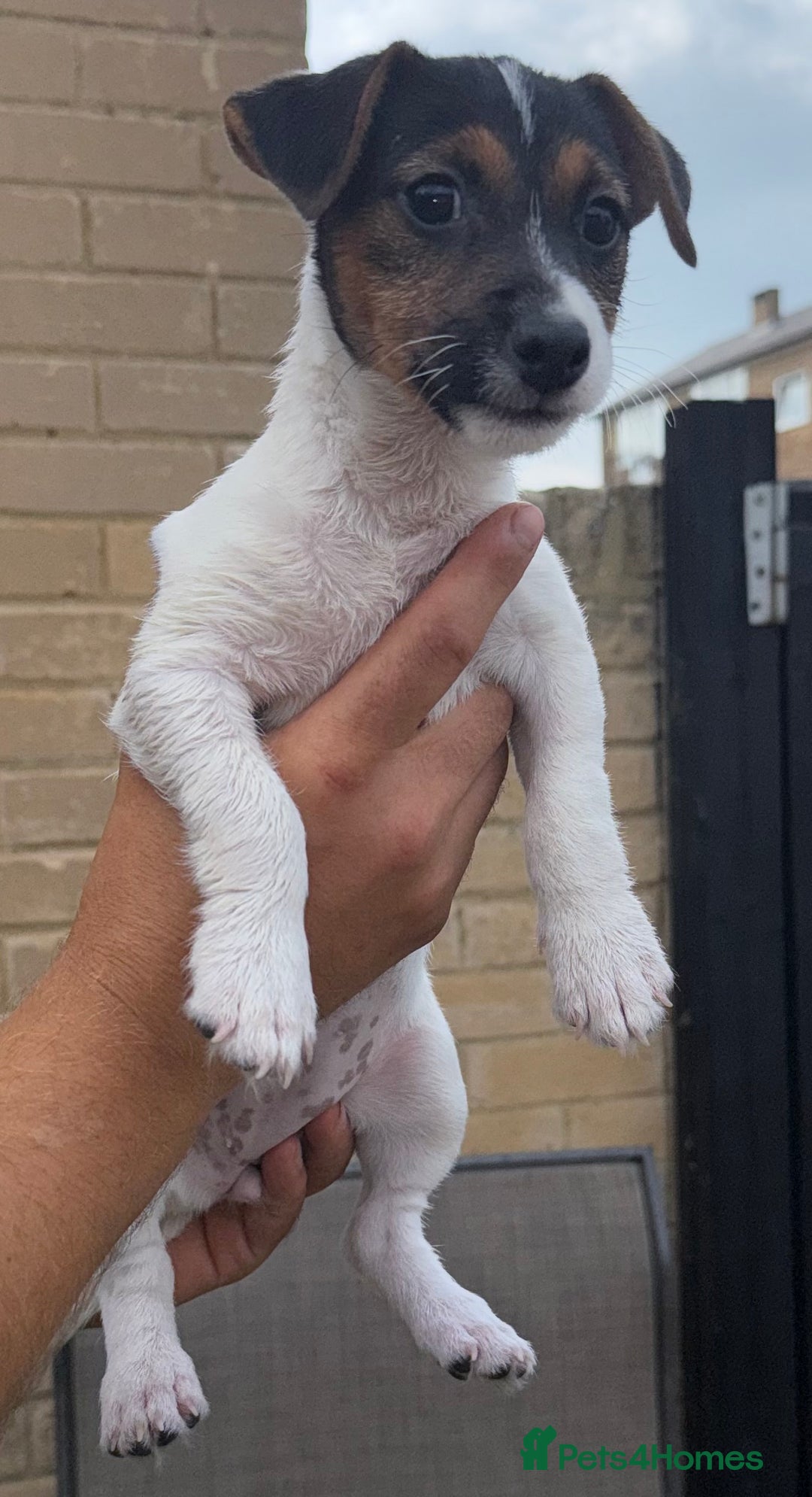 Jack Russell dogs for sale: 2 Jack Russell Girls Left  - Image 3