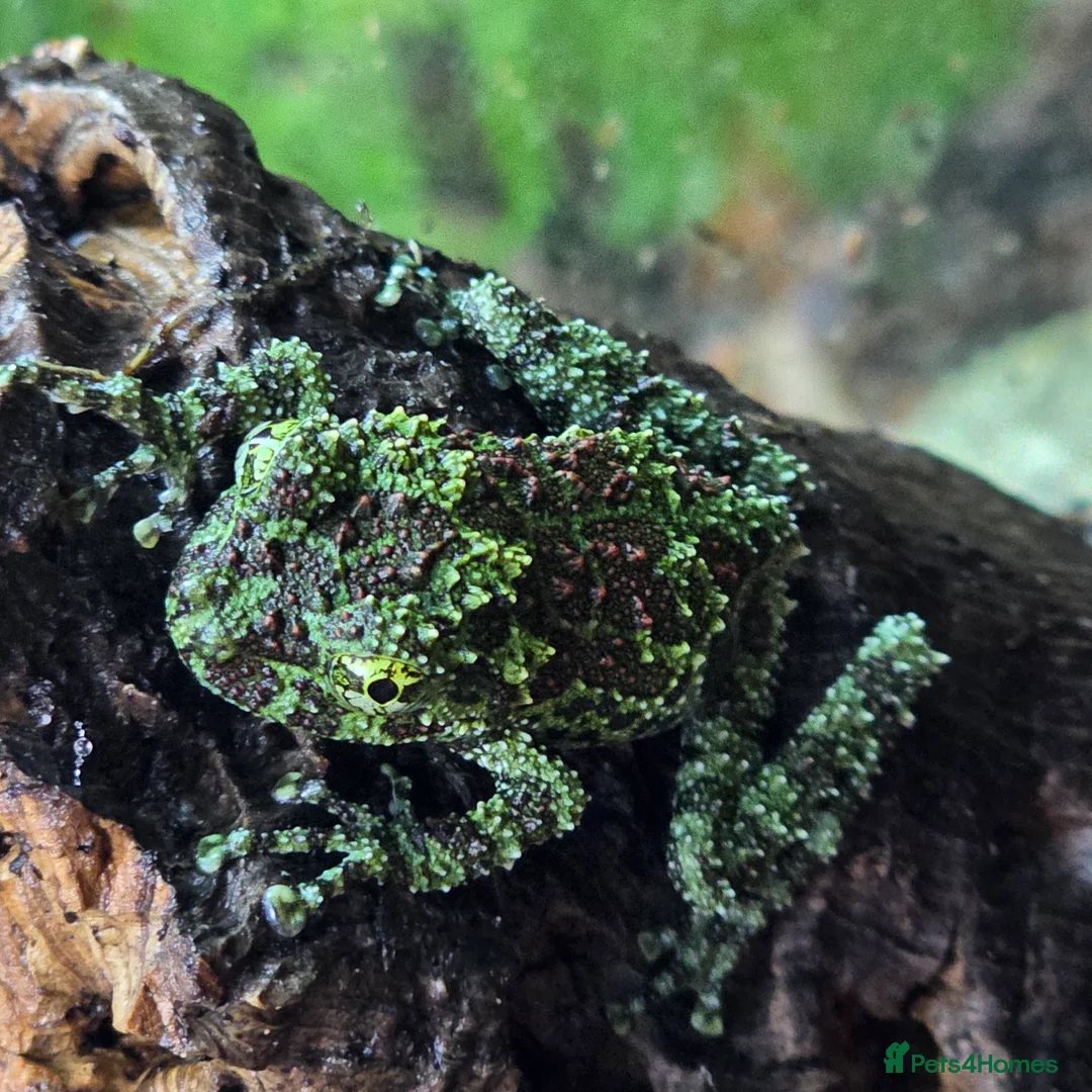 Frog reptiles for sale: Mossy Frogs with Established Bioactive Paludarium  - Advert 5