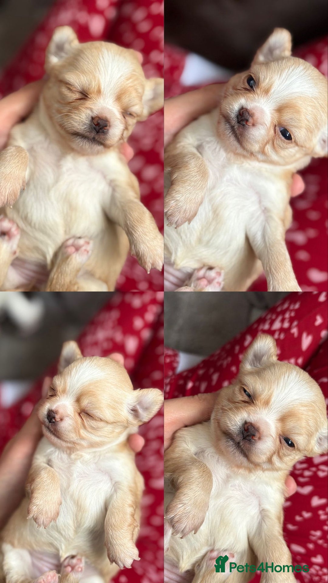 Chihuahua dogs for sale: Long Haired Applehead puppies - Advert 4