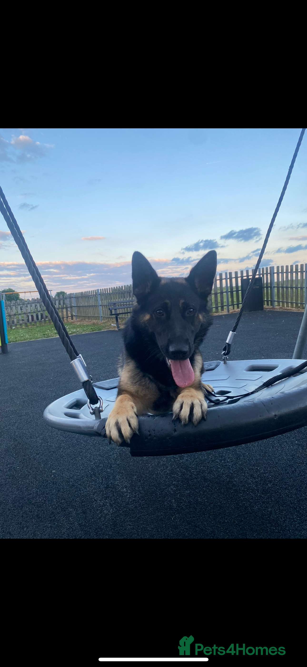 German Shepherd dogs German Shepard female, black and tan - Advert 2