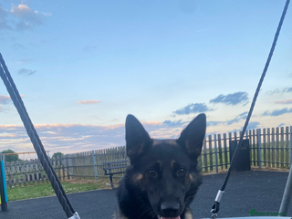 German Shepherd dogs German Shepard female, black and tan - Advert 1