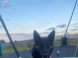 German Shepherd dogs German Shepard female, black and tan - Advert 3