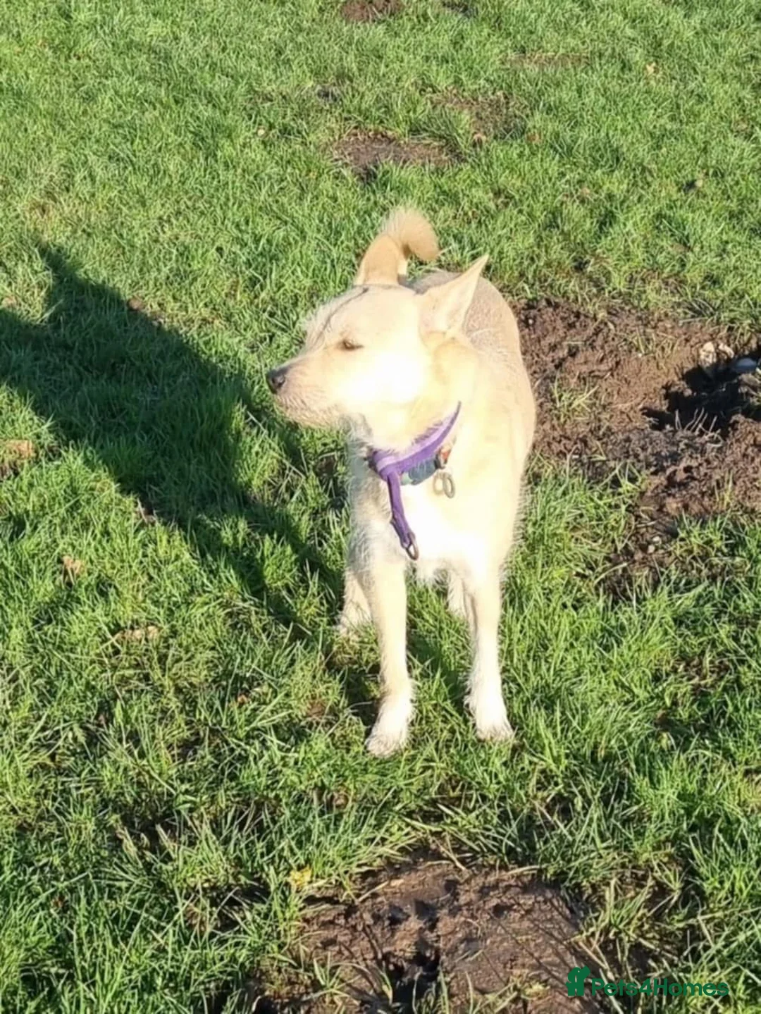 Mixed Breed dogs for adoption: Val - Norwich Norfolk  in Norwich - Advert 6