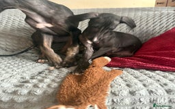 Mixed Breed dogs for sale: Saluki x lurcher/whippet puppies - Image 5