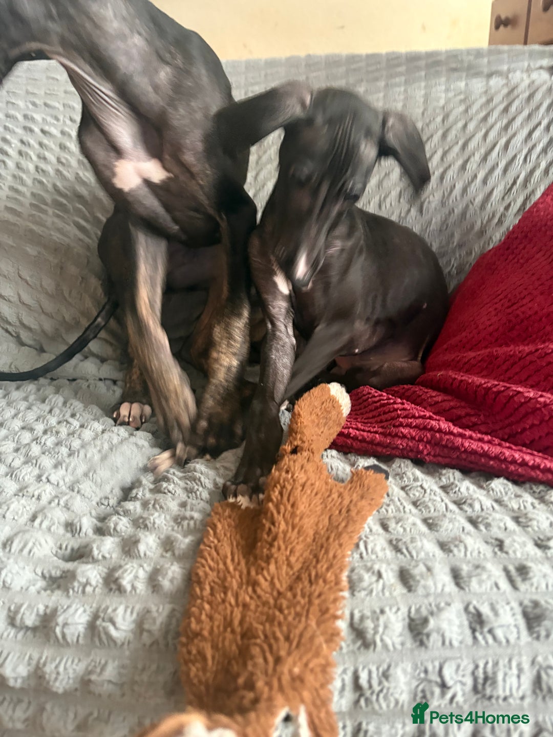 Mixed Breed dogs for sale: Saluki x lurcher/whippet puppies - Image 5