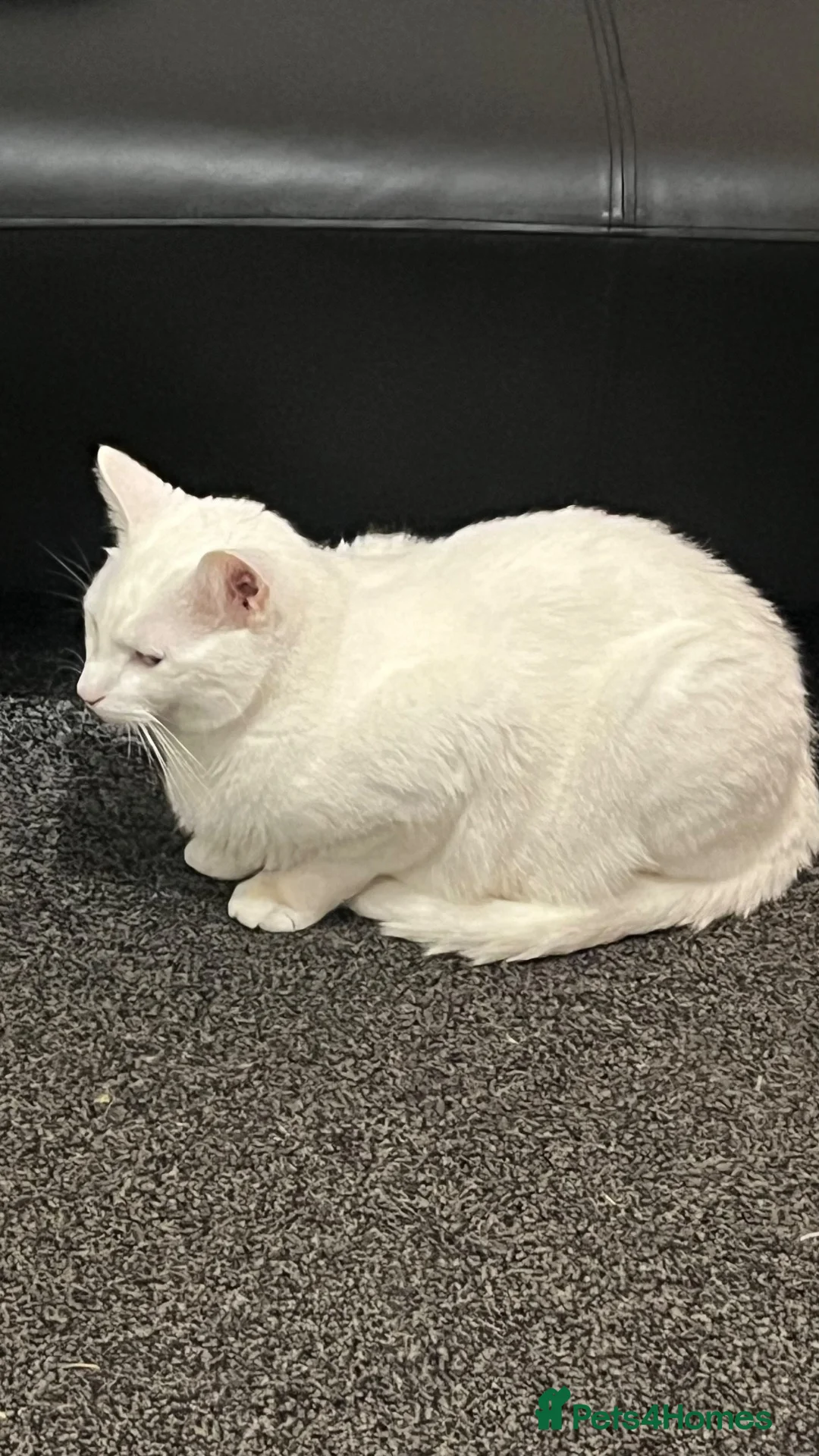 British Shorthair cats for sale: Male cat in Salford - Advert 2