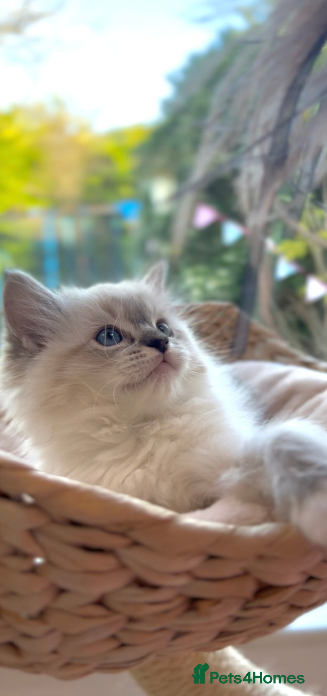Ragdoll cats for sale: GCCF Registered. Grand Champion Bloodlines. - Advert 10