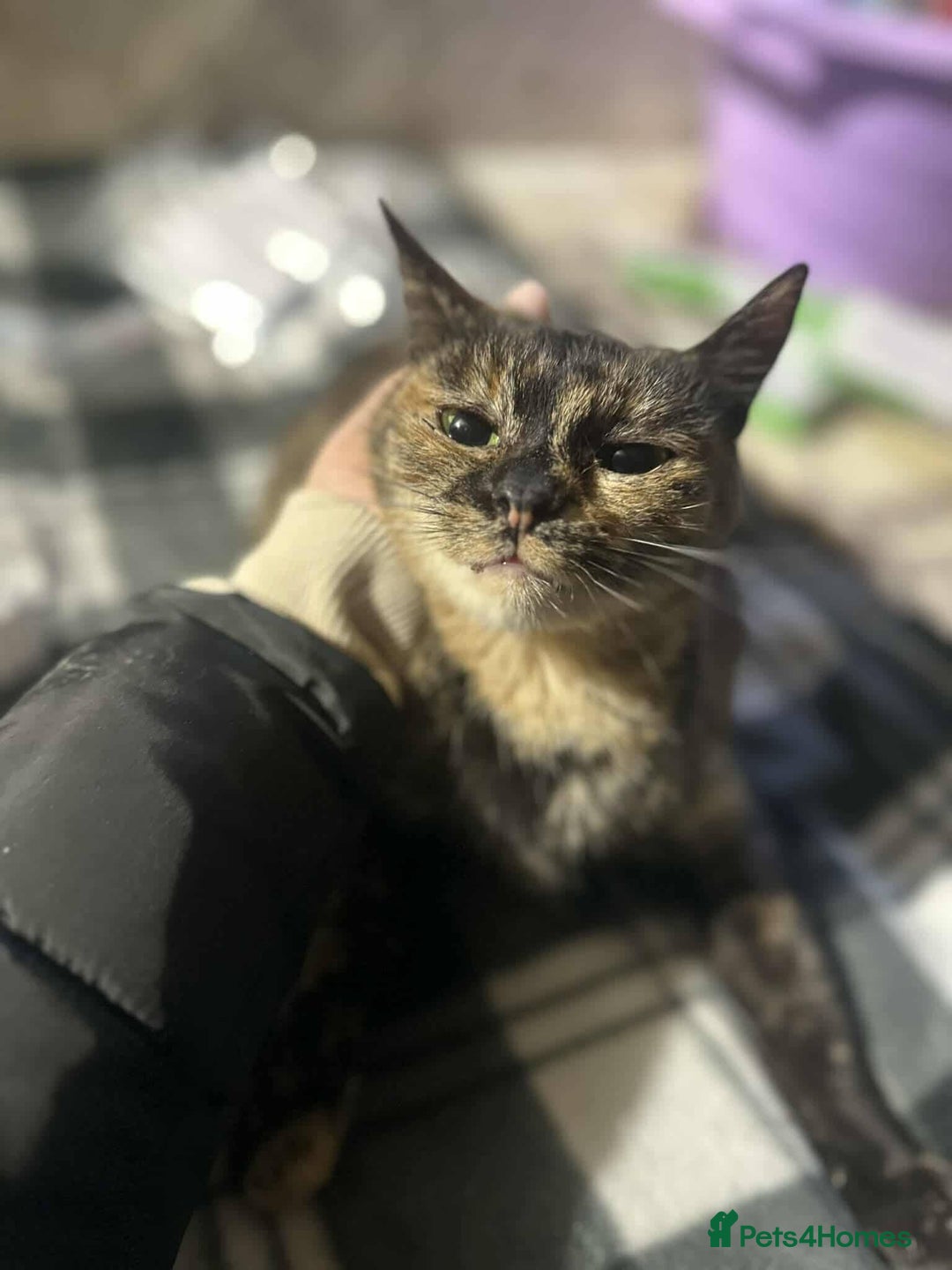 Mixed Breed cats for adoption: Mars for adoption - Advert 4