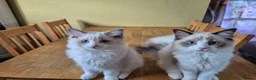 Ragdoll cats for sale: Ragdoll TICA registered - Advert 6