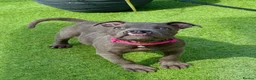 Staffordshire Bull Terrier dogs for sale: Beautiful Blue Staffordshire Bull Terrier Pup - Advert 6