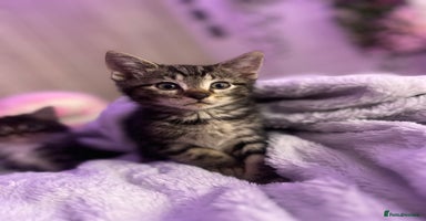 Mixed Breed cats - Advert 13