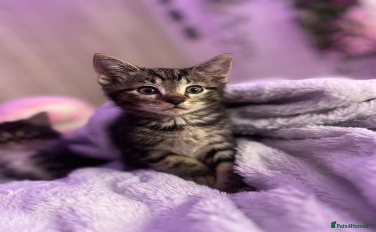Mixed Breed cats - Advert 6