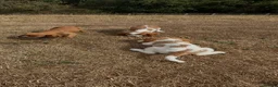 King Charles Spaniel dogs for sale:  Pure King Charles cavalier puppies  - Advert 6