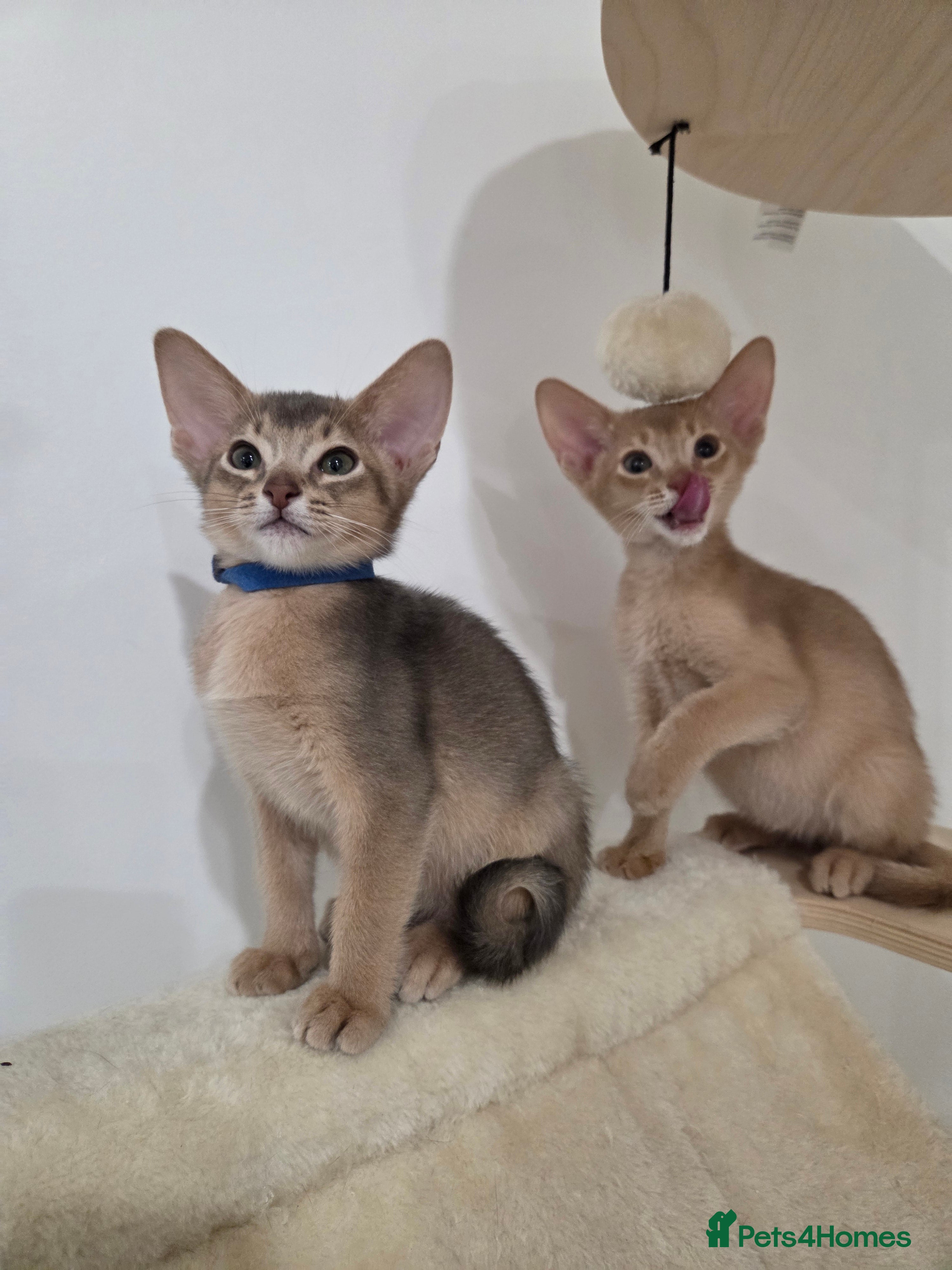 Abyssinian cats Gorgeous Tica  Abyssinian Kittens  - Advert 2