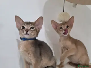 Abyssinian cats Gorgeous Tica Abyssinian Kittens - Advert 2