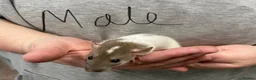 Rat rodents for sale: Baby rats - Advert 13