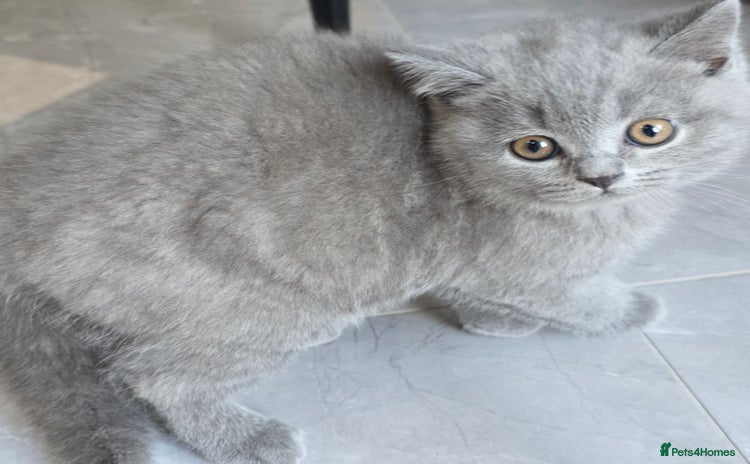 British Shorthair cats - Advert 1