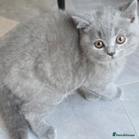 British Shorthair cats - Advert 3