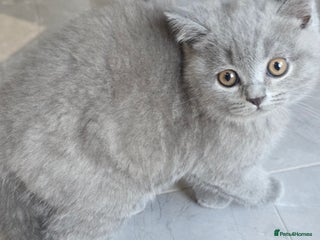 British Shorthair cats for sale - Advert 1
