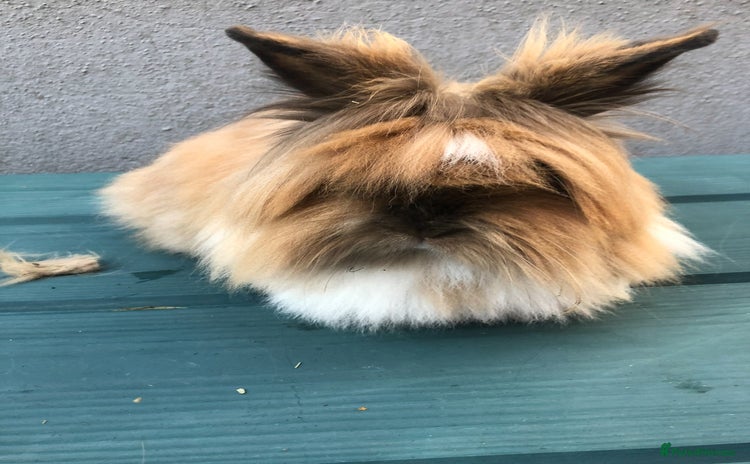 Lionhead rabbits - Advert 1