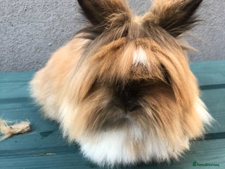 Lionhead rabbits - Advert 26