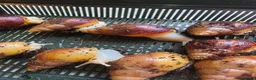 Snails invertebrates for sale: African land snail babies  in Bournemouth - Advert 6