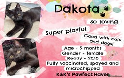 Domestic Shorthair cats for sale: Kittens and cats for adoption.  - Image 21