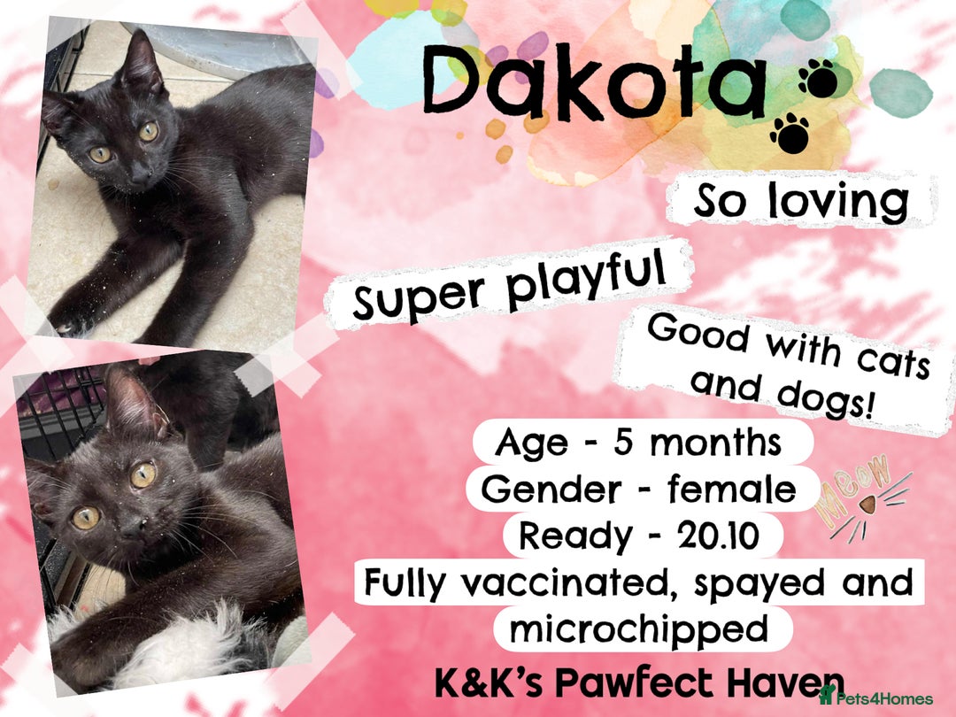 Domestic Shorthair cats for sale: Kittens and cats for adoption.  - Image 21