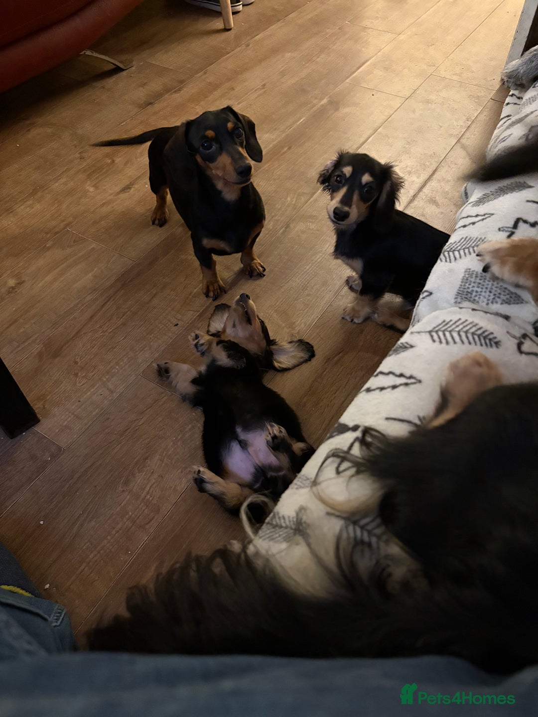 Miniature Dachshund dogs for sale: Miniature Longhair Dachshund Boy - Advert 4