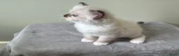 Ragdoll cats for sale: Outstanding TICA reg Ragdoll Male Deep Blue Eyes. - Advert 33