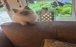 Ragdoll cats for sale: Ragdoll Blue Point Kittens (Reduced) - Image 5