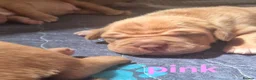 Dogue De Bordeaux dogs for sale: KC Registered Dogue de Bordeaux Puppies-Champion  - Advert 34