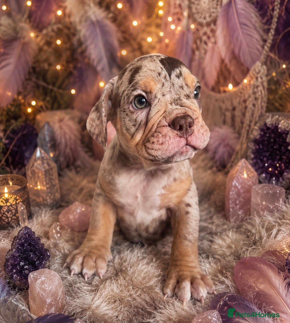 English Bulldog dogs Old English bulldogges - Advert 5