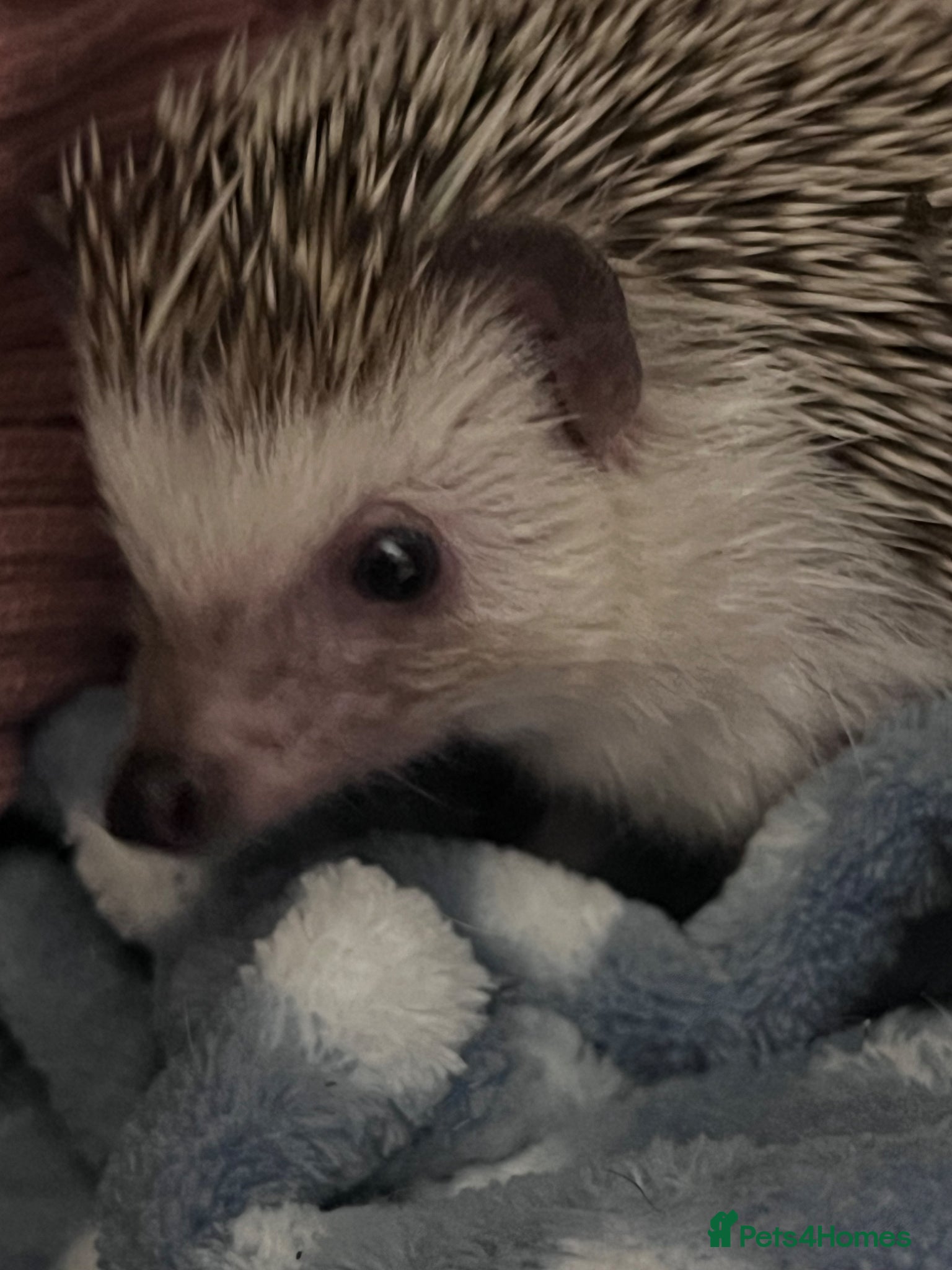 Pygmy Hedgehog rodents Hettie the Hedghog - Advert 15