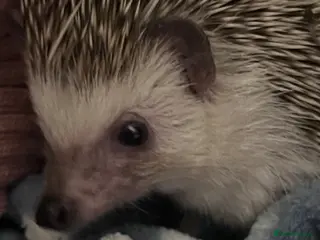 Pygmy Hedgehog rodents Hettie the Hedghog - Advert 1
