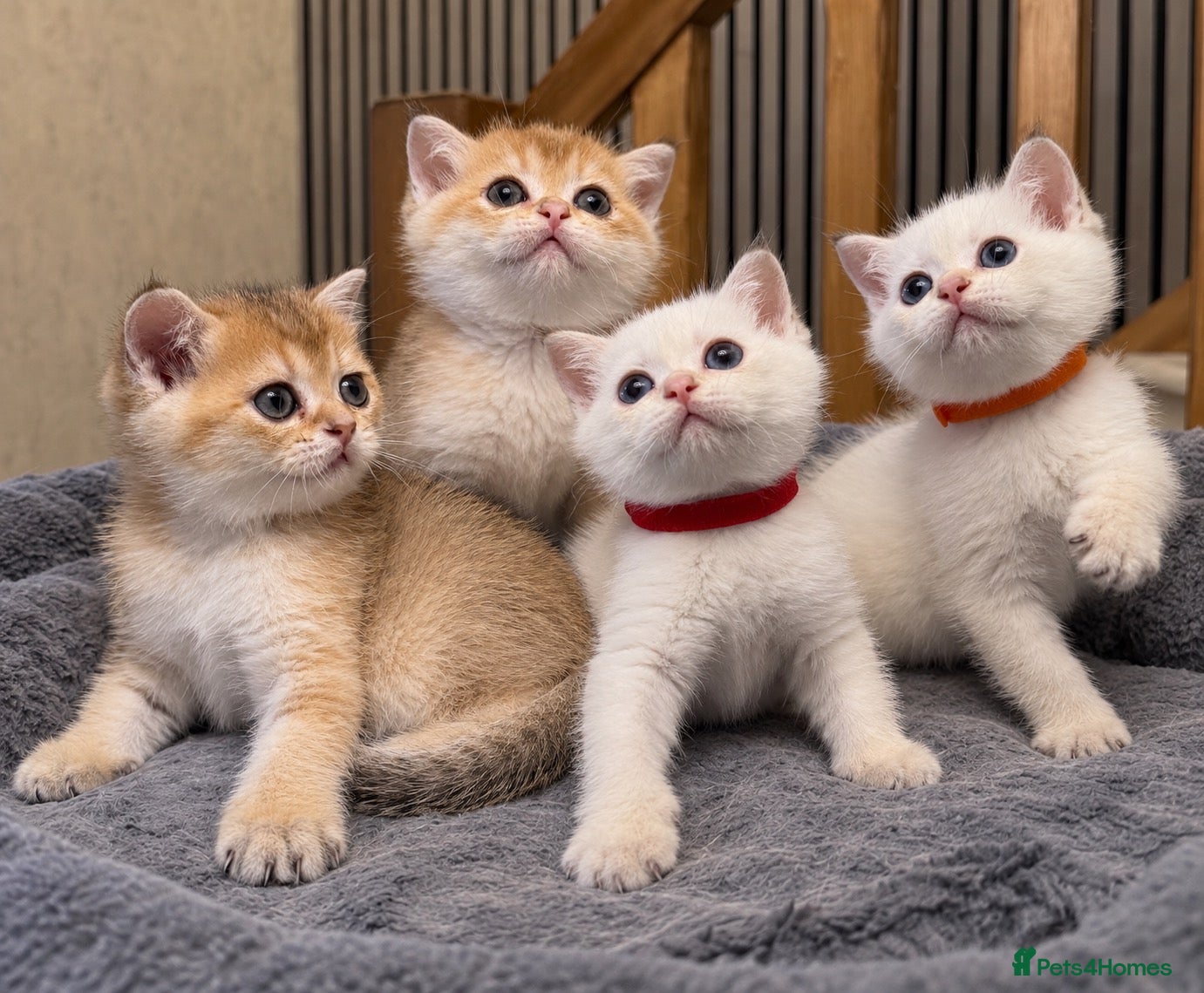 British Shorthair cats 🐾 Adorable Kittens Looking for a Loving Family 🐾 - Advert 1
