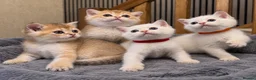 British Shorthair cats for sale: 🐾 Adorable Kittens Looking for a Loving Family 🐾 - Advert 1