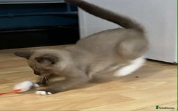 Mixed Breed cats for sale: Stunning munchkin girl available now - Image 4