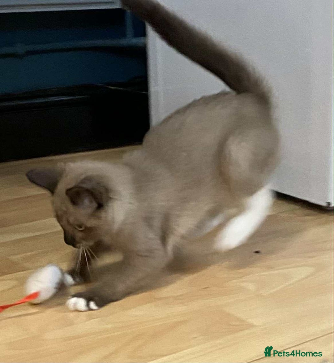 Mixed Breed cats for sale: Stunning munchkin girl available now - Image 4
