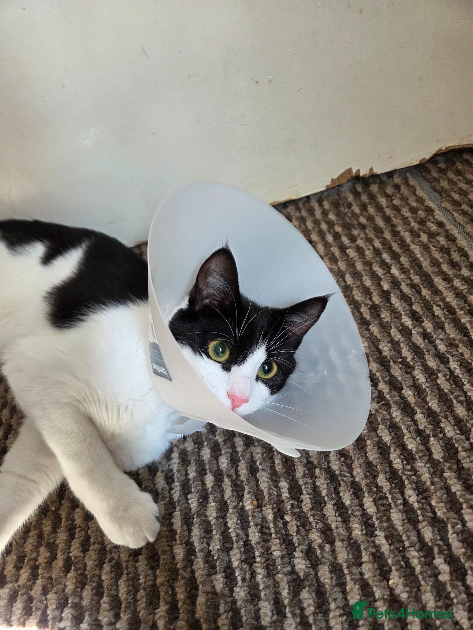 Mixed Breed cats for sale: 9/10 month old mixed breed cat - Advert 2