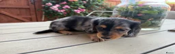 Miniature Dachshund dogs for sale:  Adorable Miniature Dachshund Puppies - Advert 36