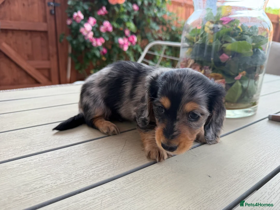 Miniature Dachshund dogs for sale:  Adorable Miniature Dachshund Puppies - Advert 36