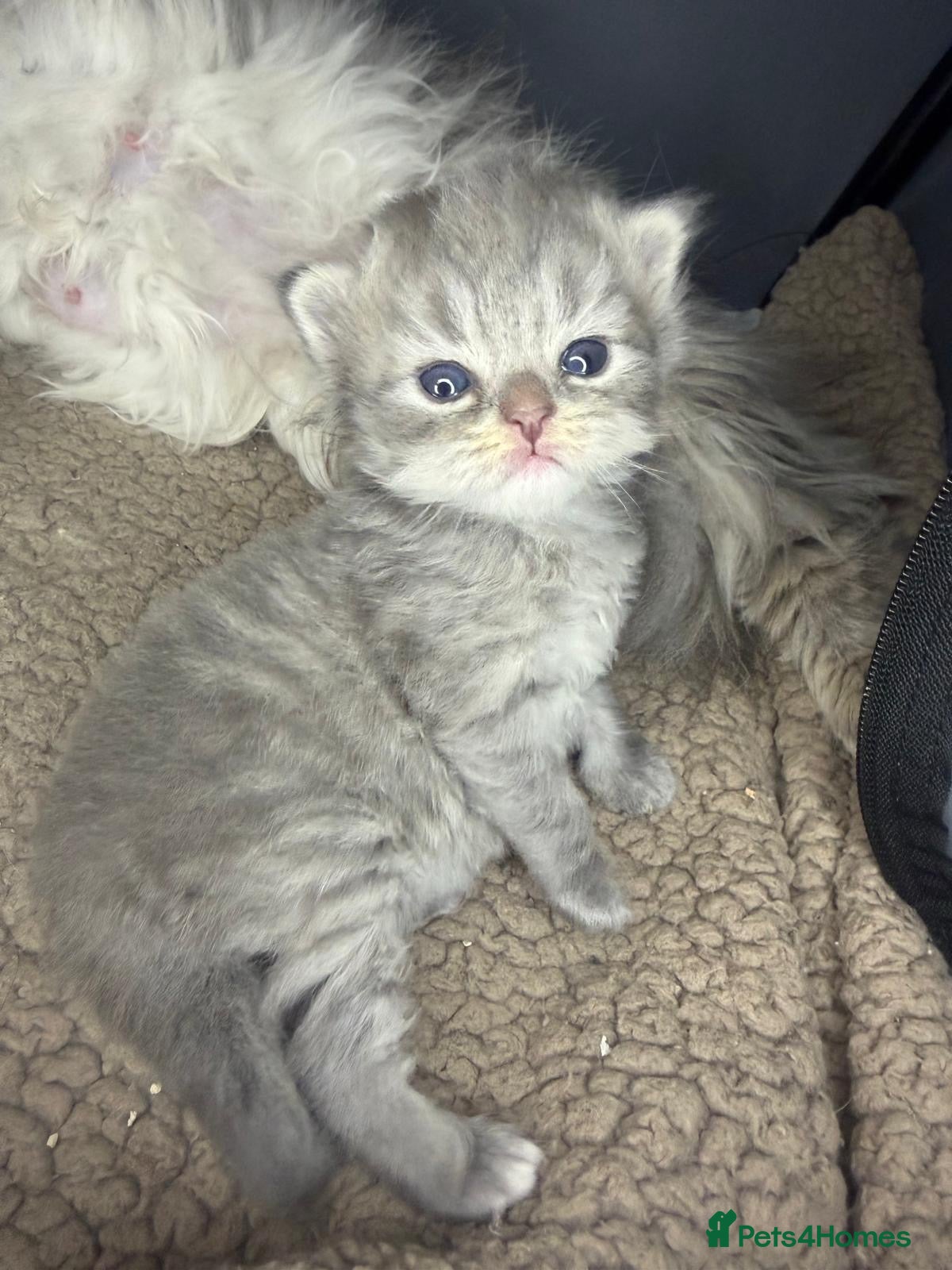 Persian cats Beautiful Persian babies - Advert 9