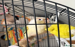 Conures birds for sale: Bingo conure  - Image 1