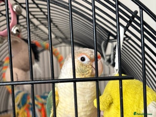 Conures birds for sale - Advert 1