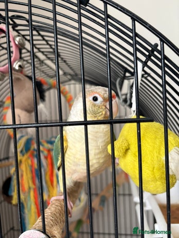 Conures birds - Advert 1