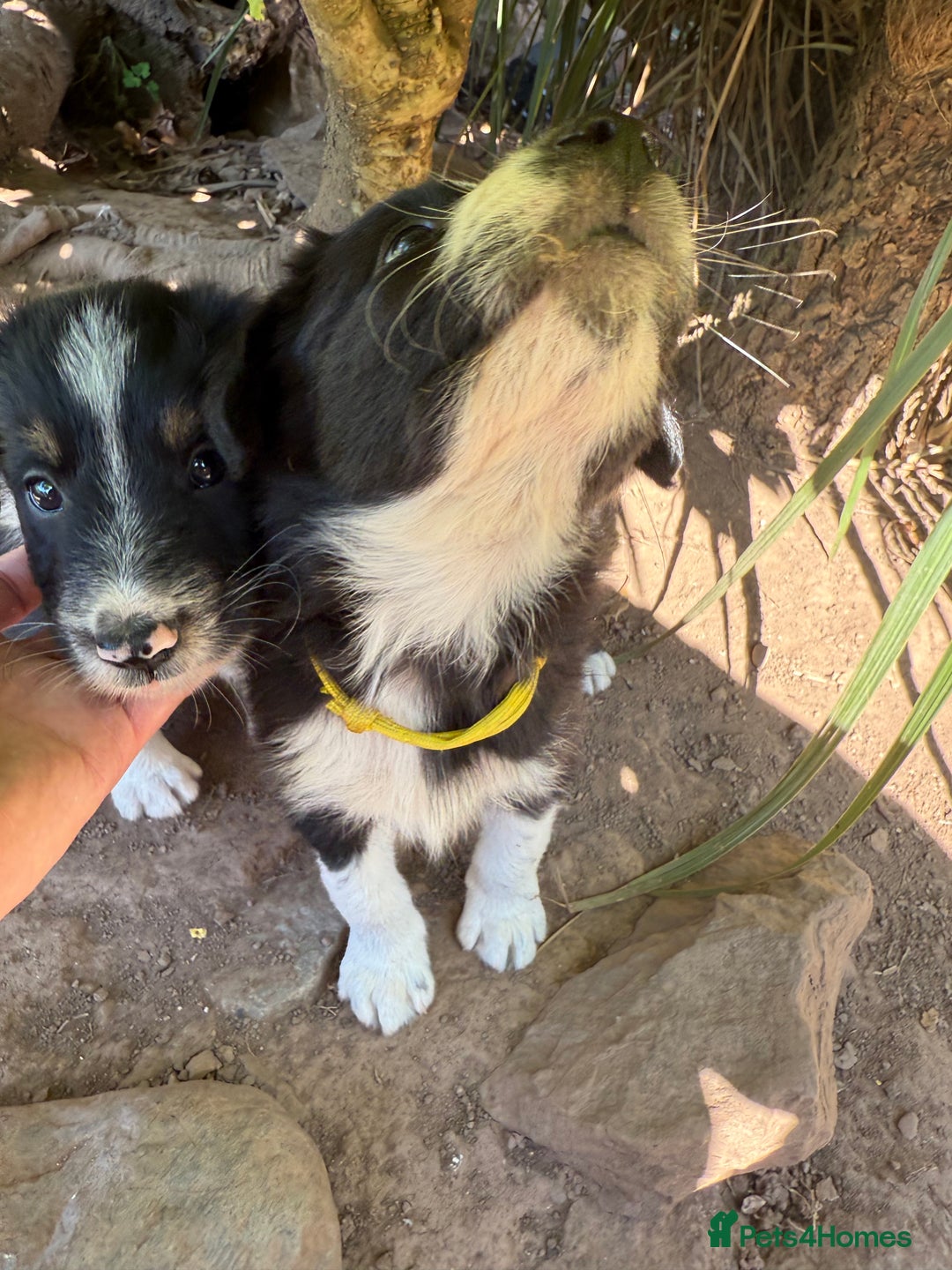 Mixed Breed dogs for sale: Border colllie/bearded collie pups  - Image 17